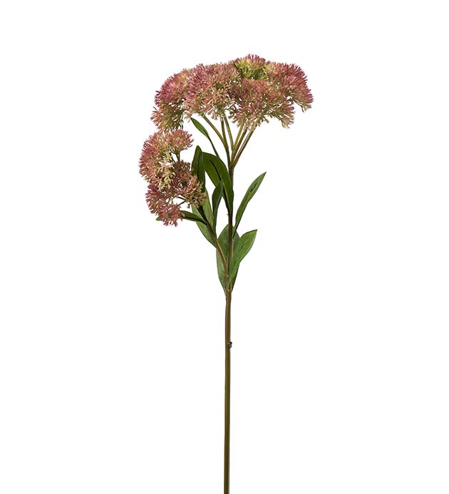 Gervi Sedum 65cm græn