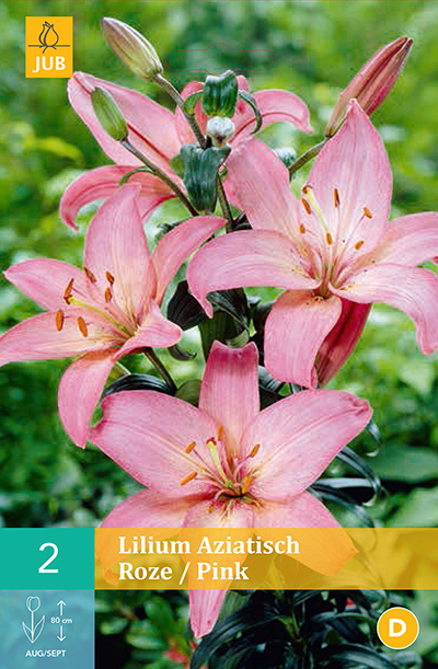 Lilies Asiatic Pink 2stk. 16/18