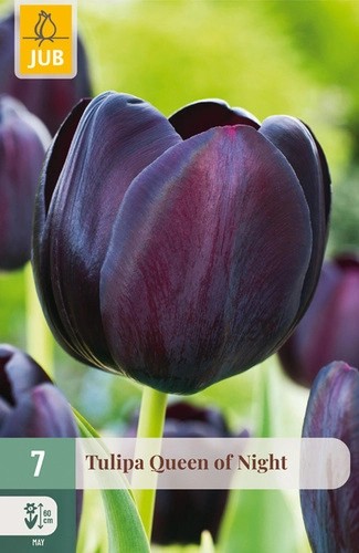 Tulips Queen of Night 7stk.