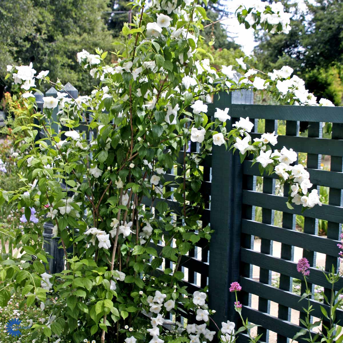 Philadelphus Virginal/Brúðarkóróna í 18cm potti