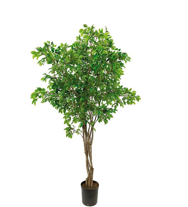 Gervi Fikus Benjamin 300cm í pt.