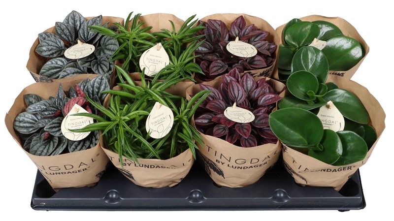 Peperomia Hybrid í 12cm potti