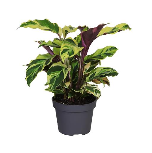 Calathea Yellow Miracle í 11cm potti