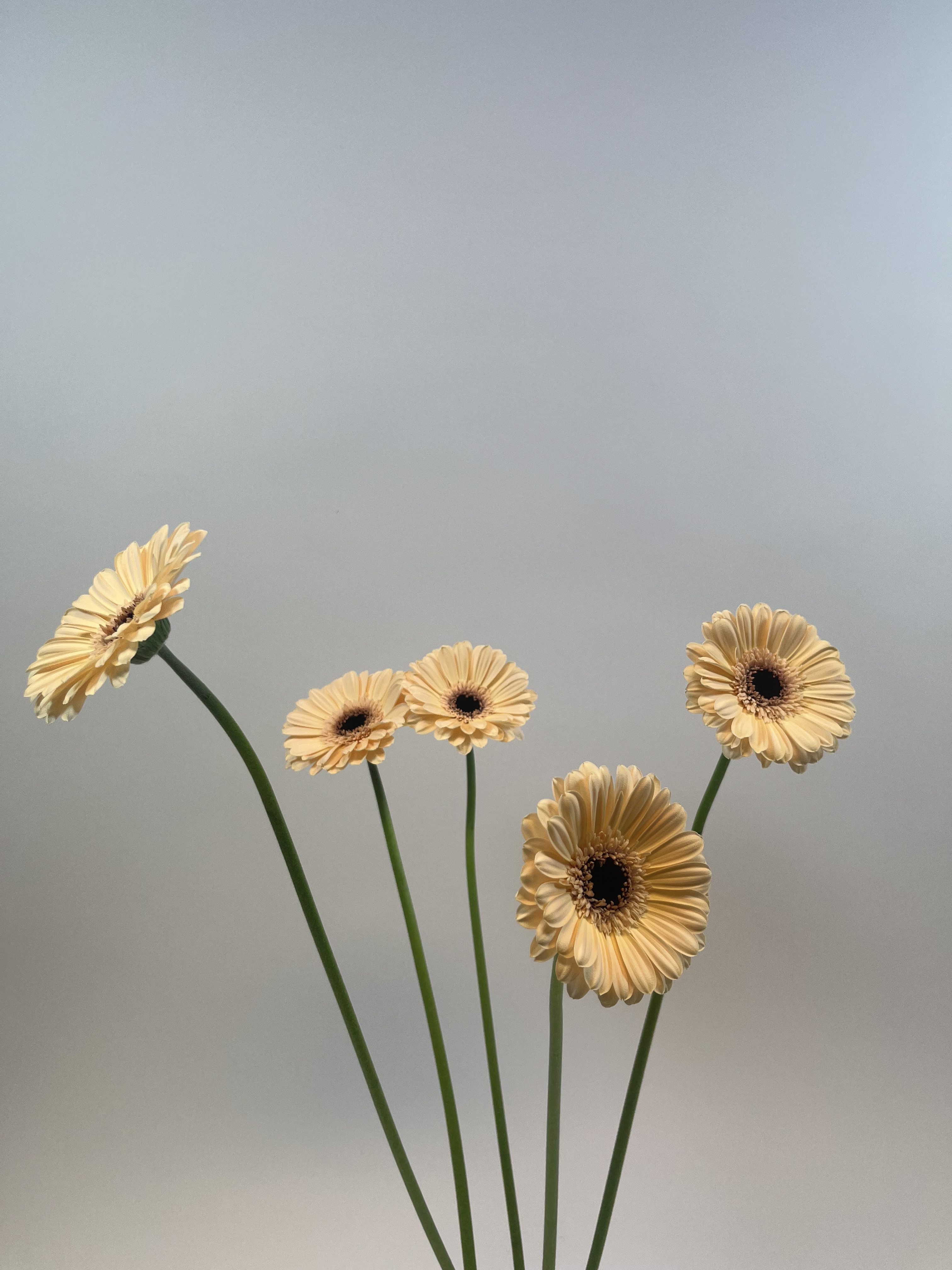 Gerberur gular 5stk.