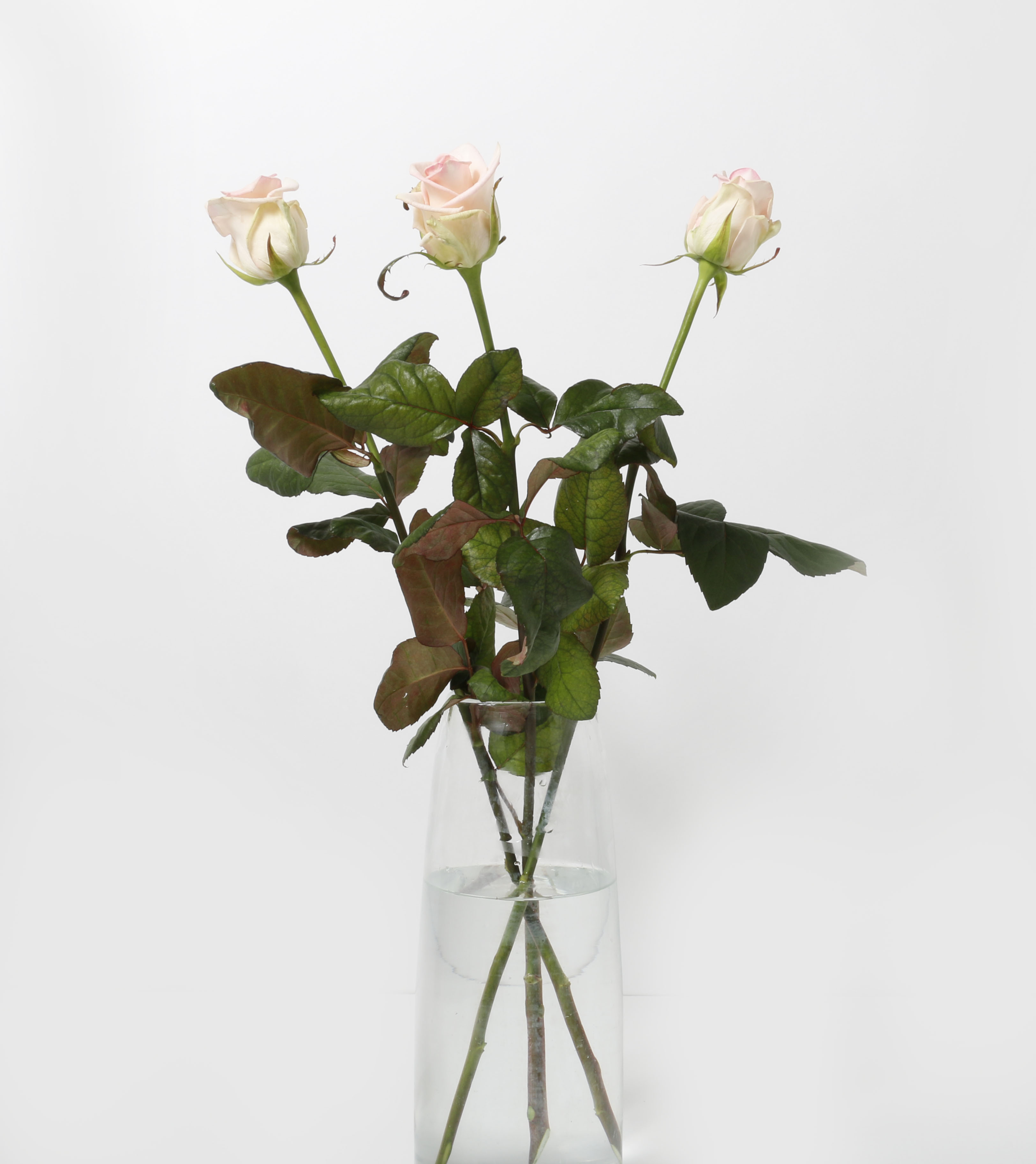 Rósir bleikar 60cm 3stk.