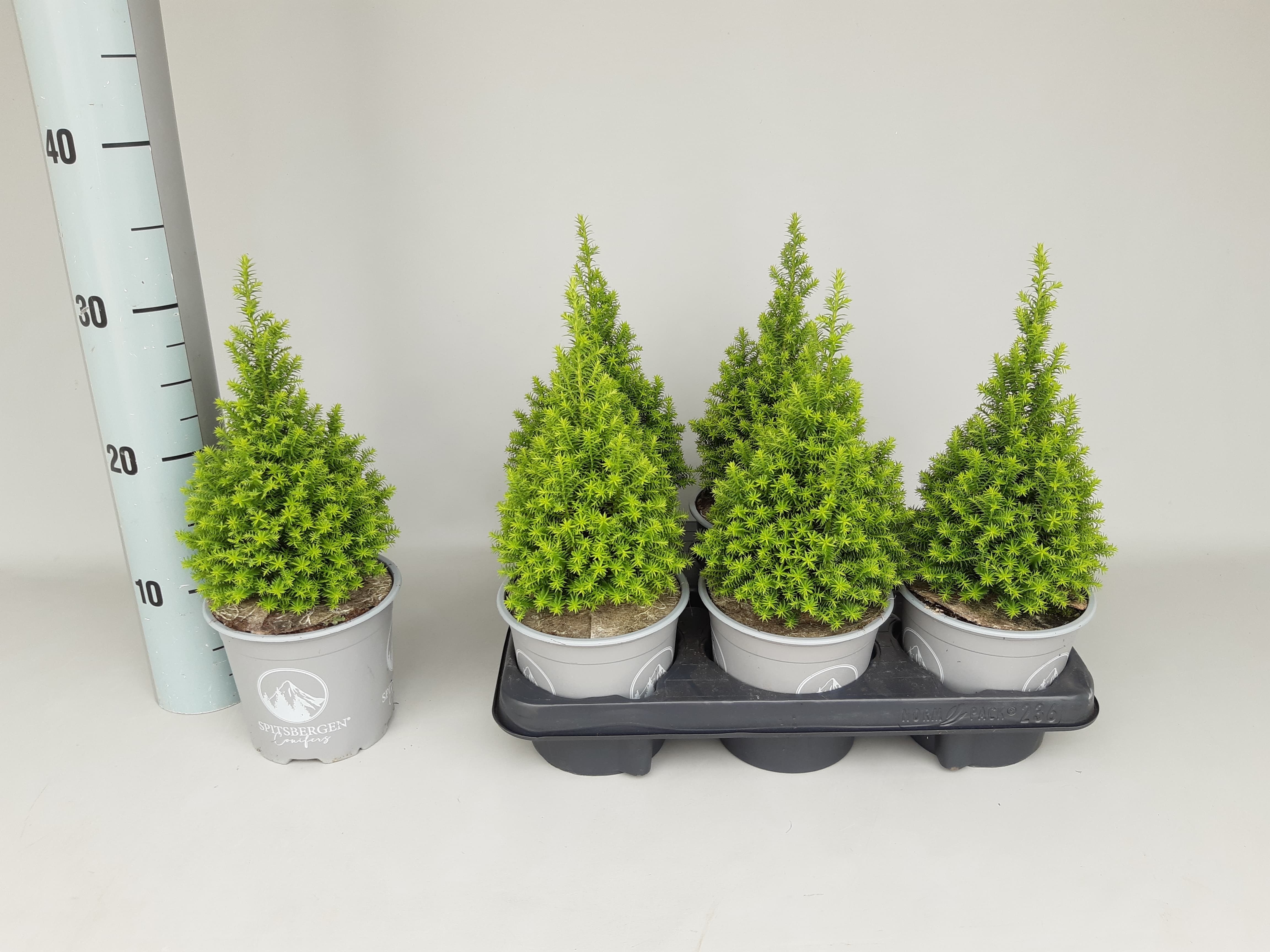 Chamaecyparis Thyoides/Hvítsýprus í 13cm pt.