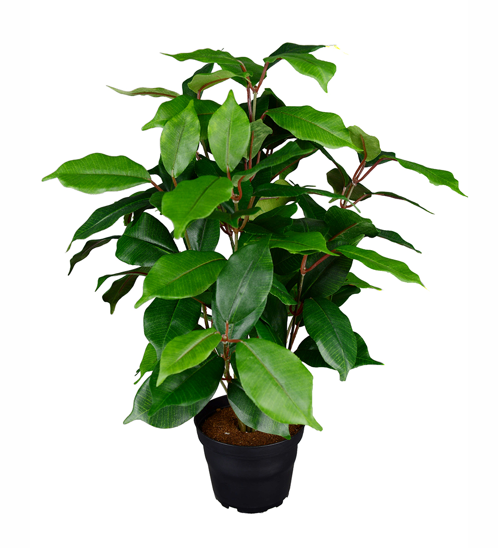 Gervi Ficus Benjamin/Benjamínfíkus í pt. 40cm