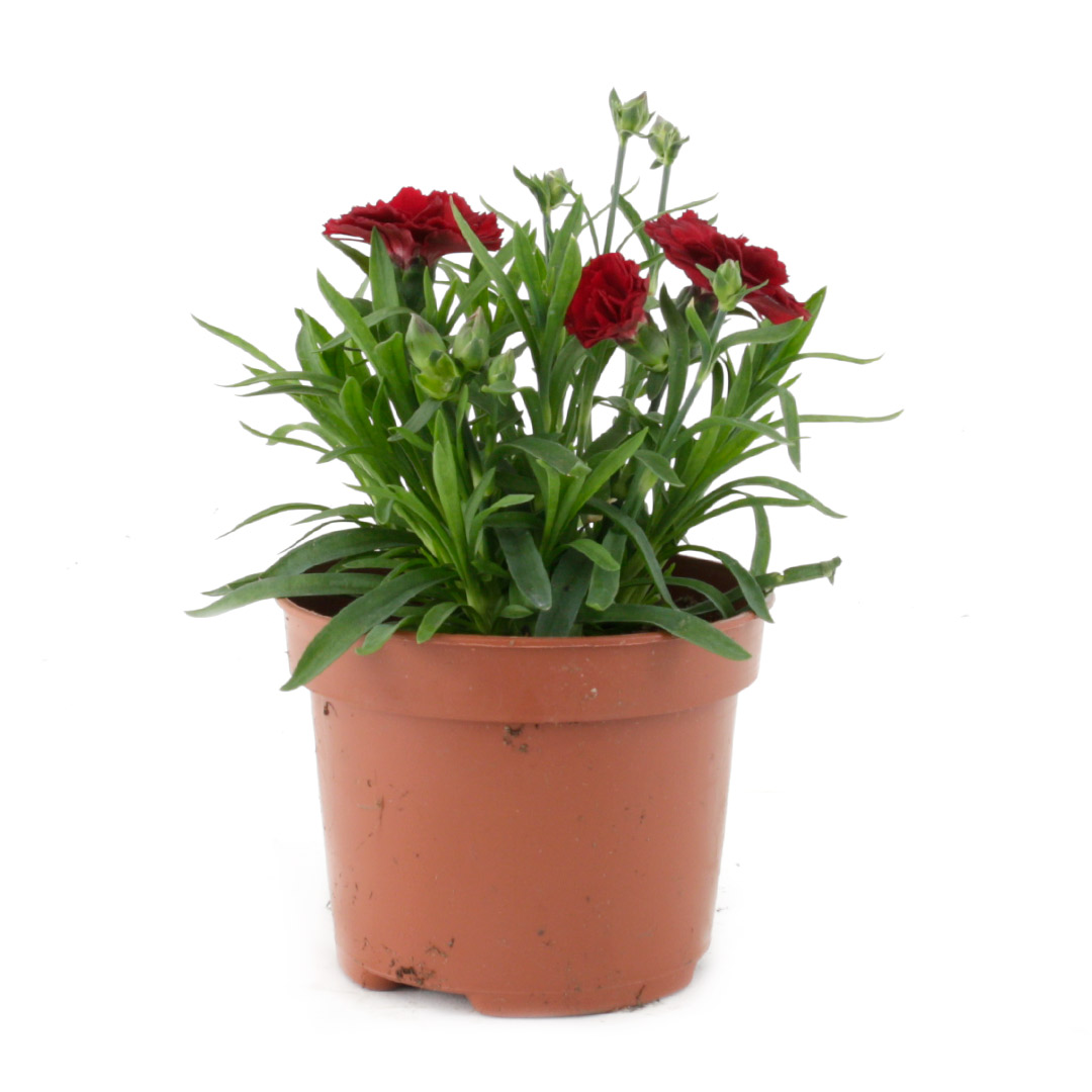 Dianthus Caryophyllus / Goðadrottning, 10cm pt.