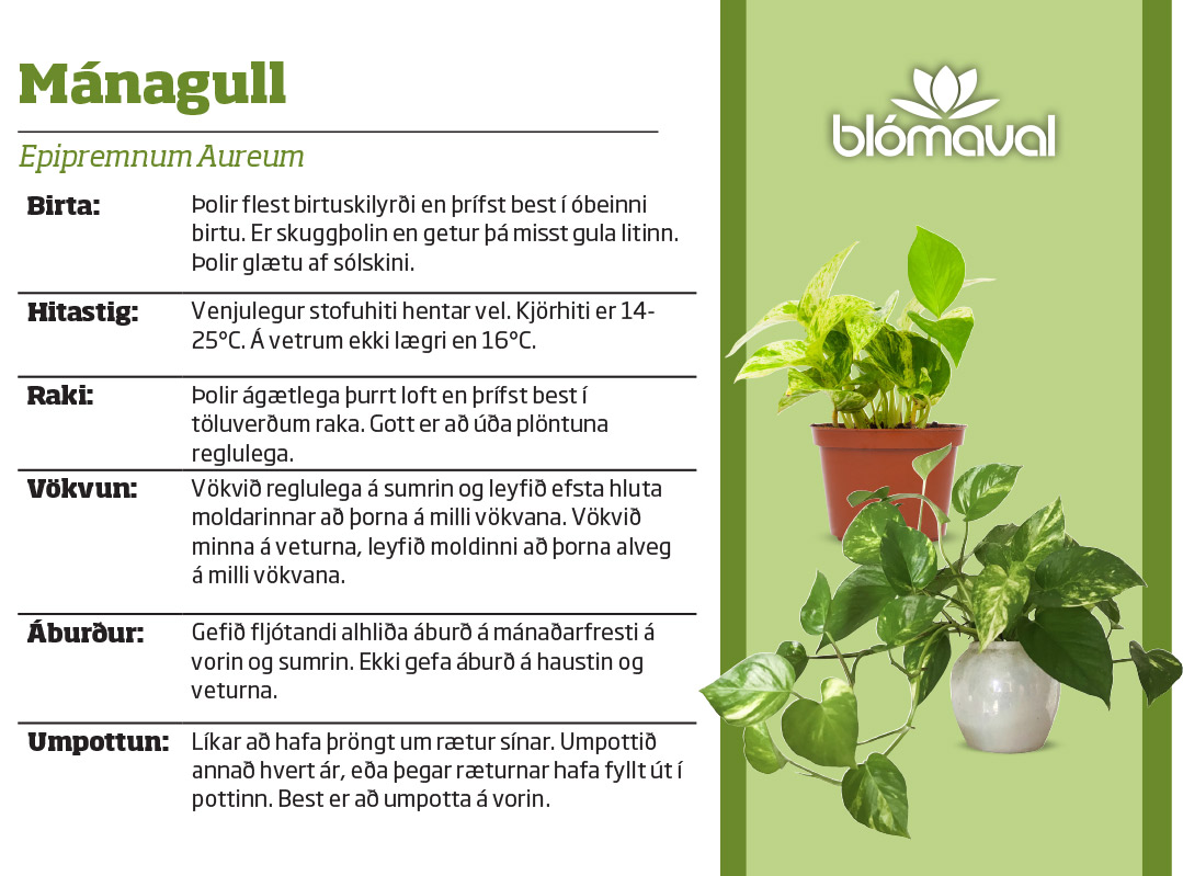 Euphorbia hybrid í 12cm potti