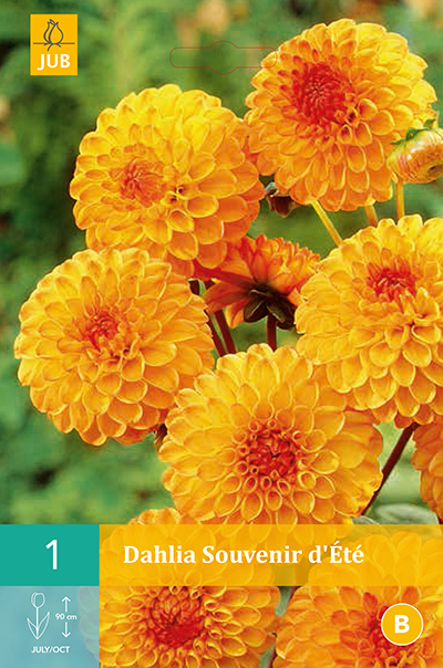 Dahlia Souvenir D'Ete