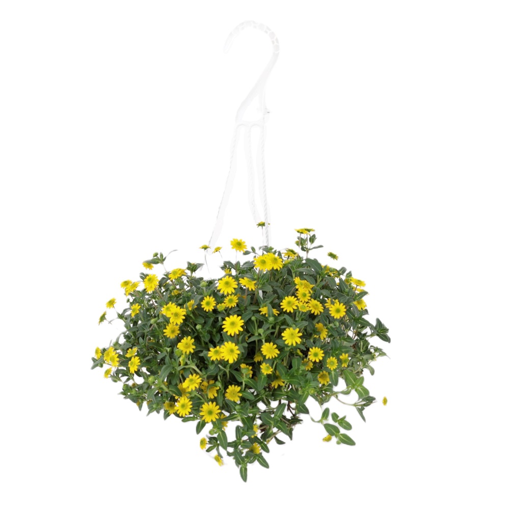 Sanvitalia Procumbens / Sólhnappur