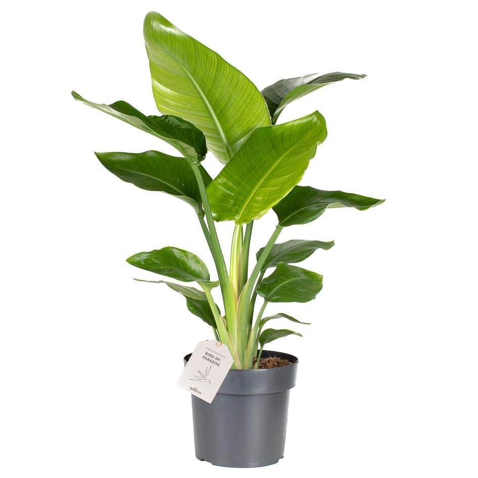 Strelitzia Nicolai í 17cm pt.