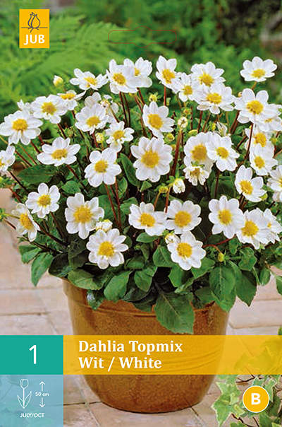 Dahlia Topmix White
