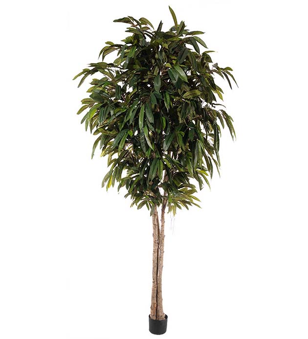 Gervi Longifolia 320cm