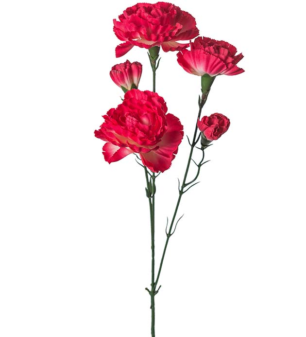 Gervi Elegance Nellika grein 65cm rosa