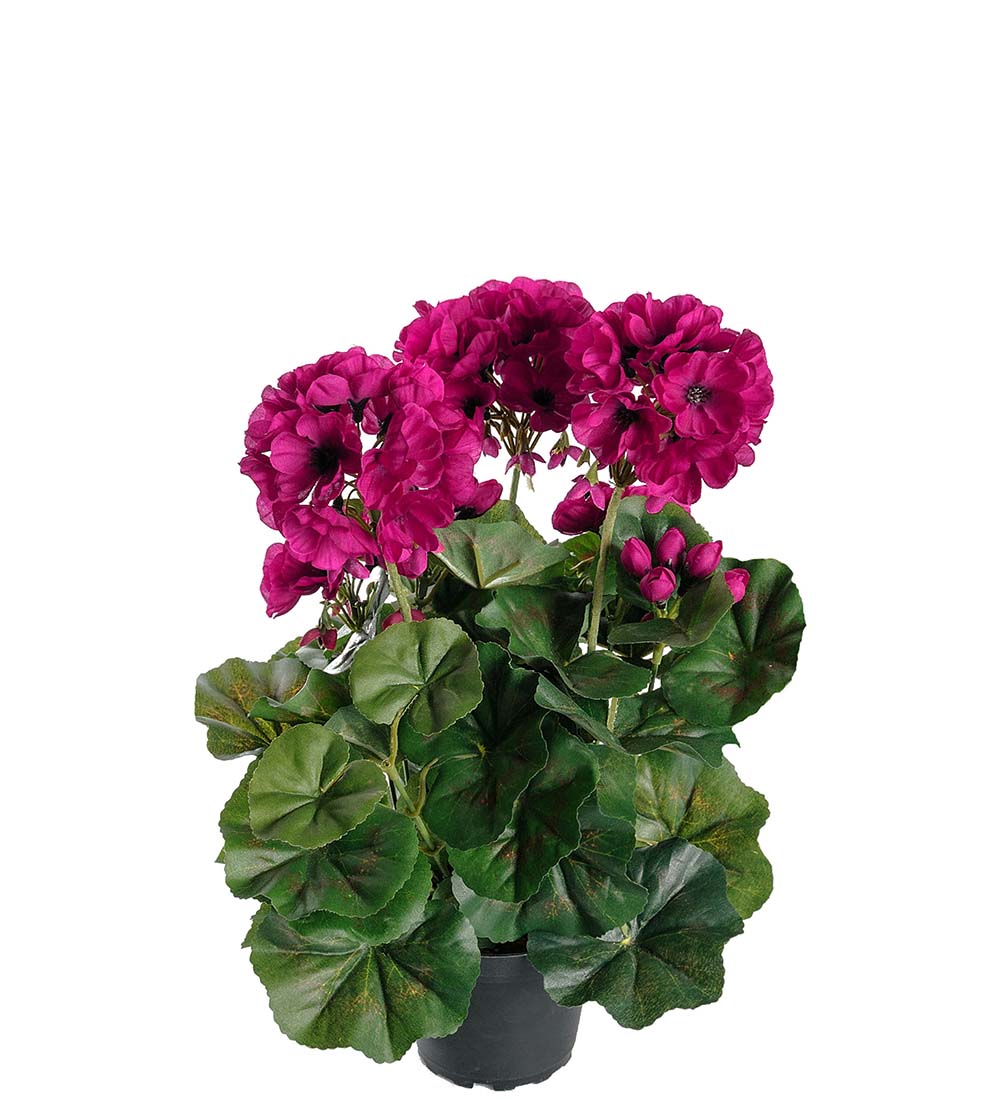Gervi Pelargonia 35cm dökk belik í potti