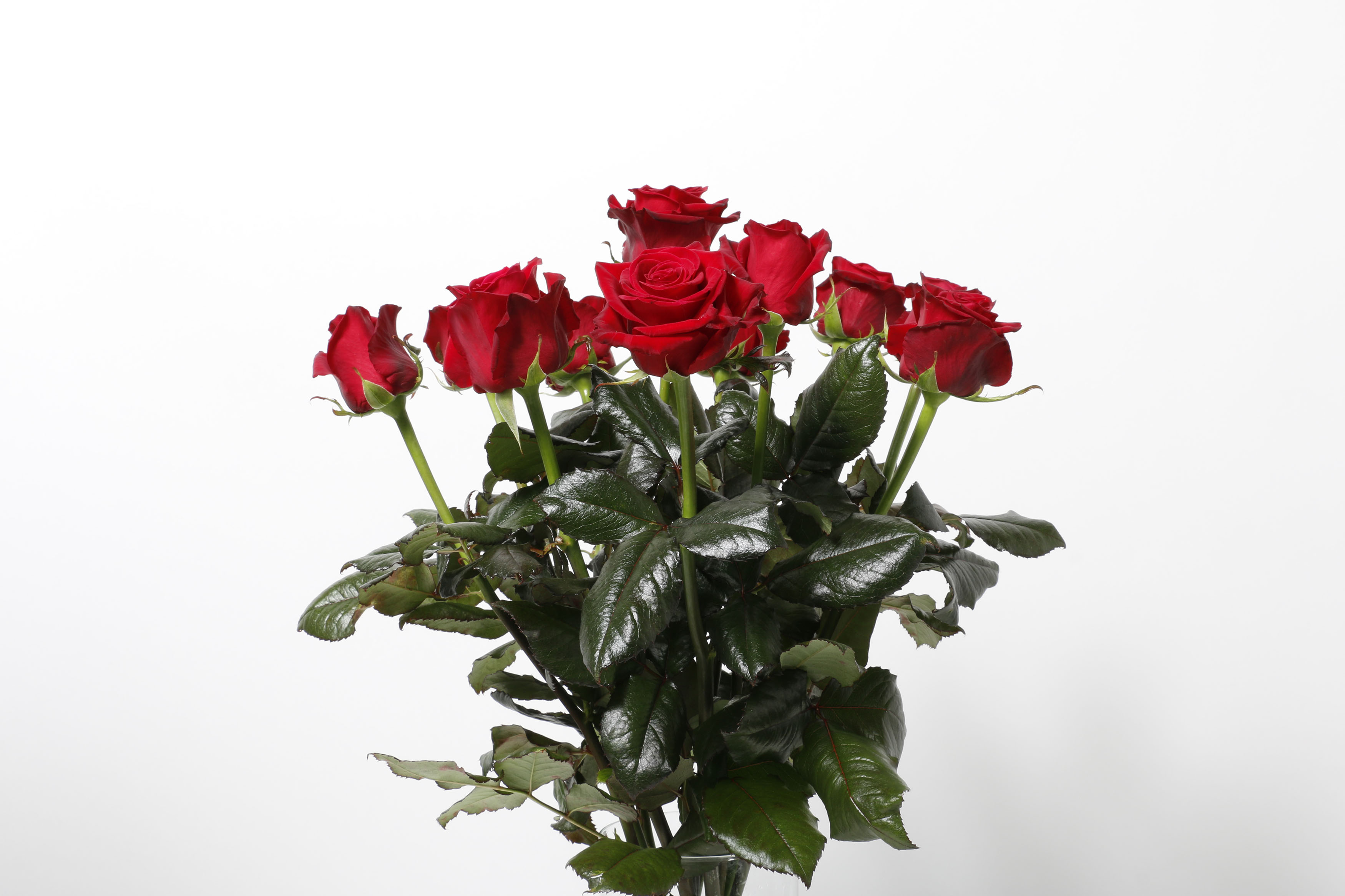 Rósir rauðar 60cm 12stk.