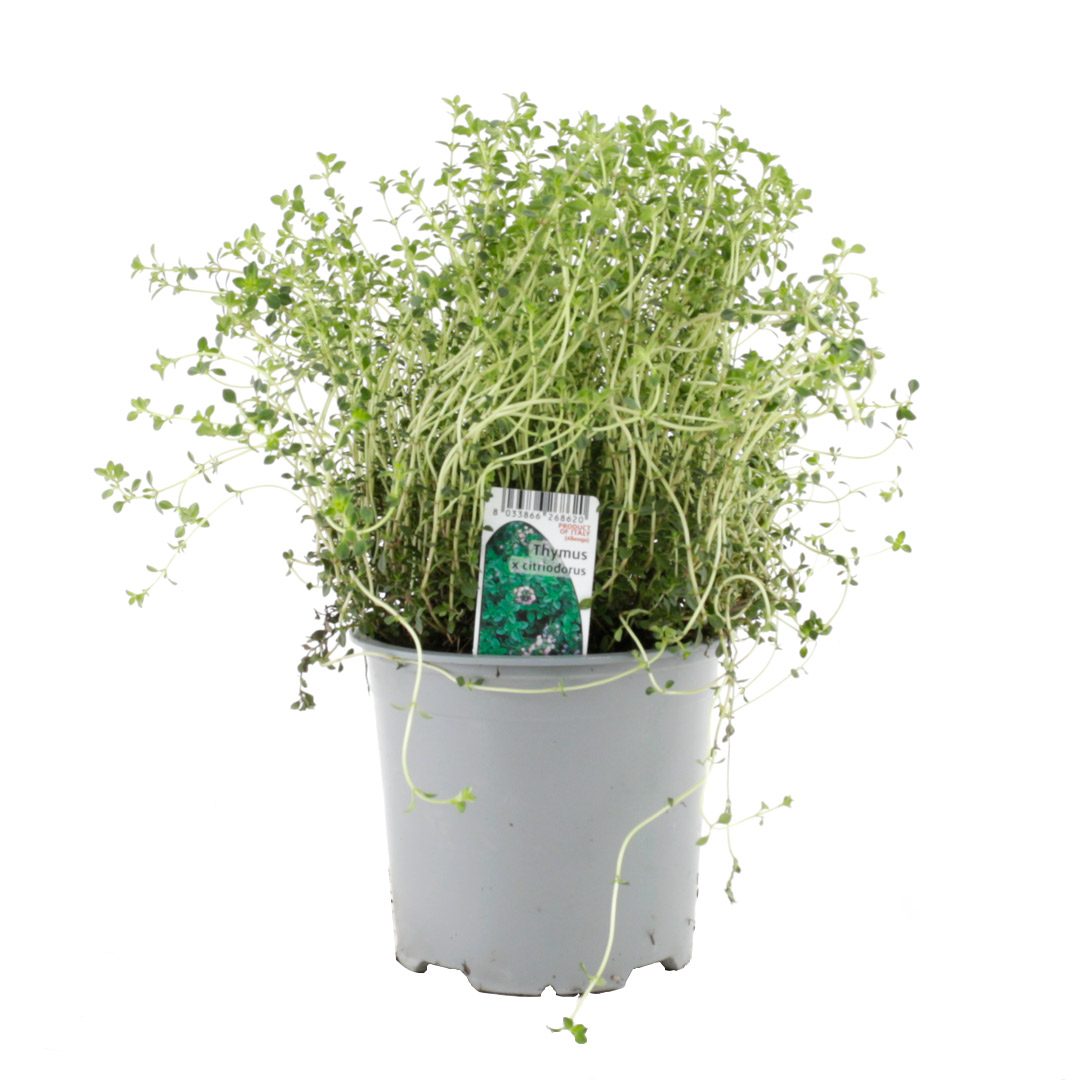 Thymus ýmsar teg.