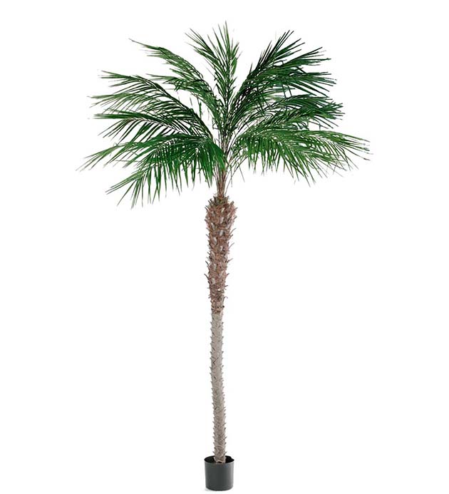 Gervi Phoenix Palm 300cm