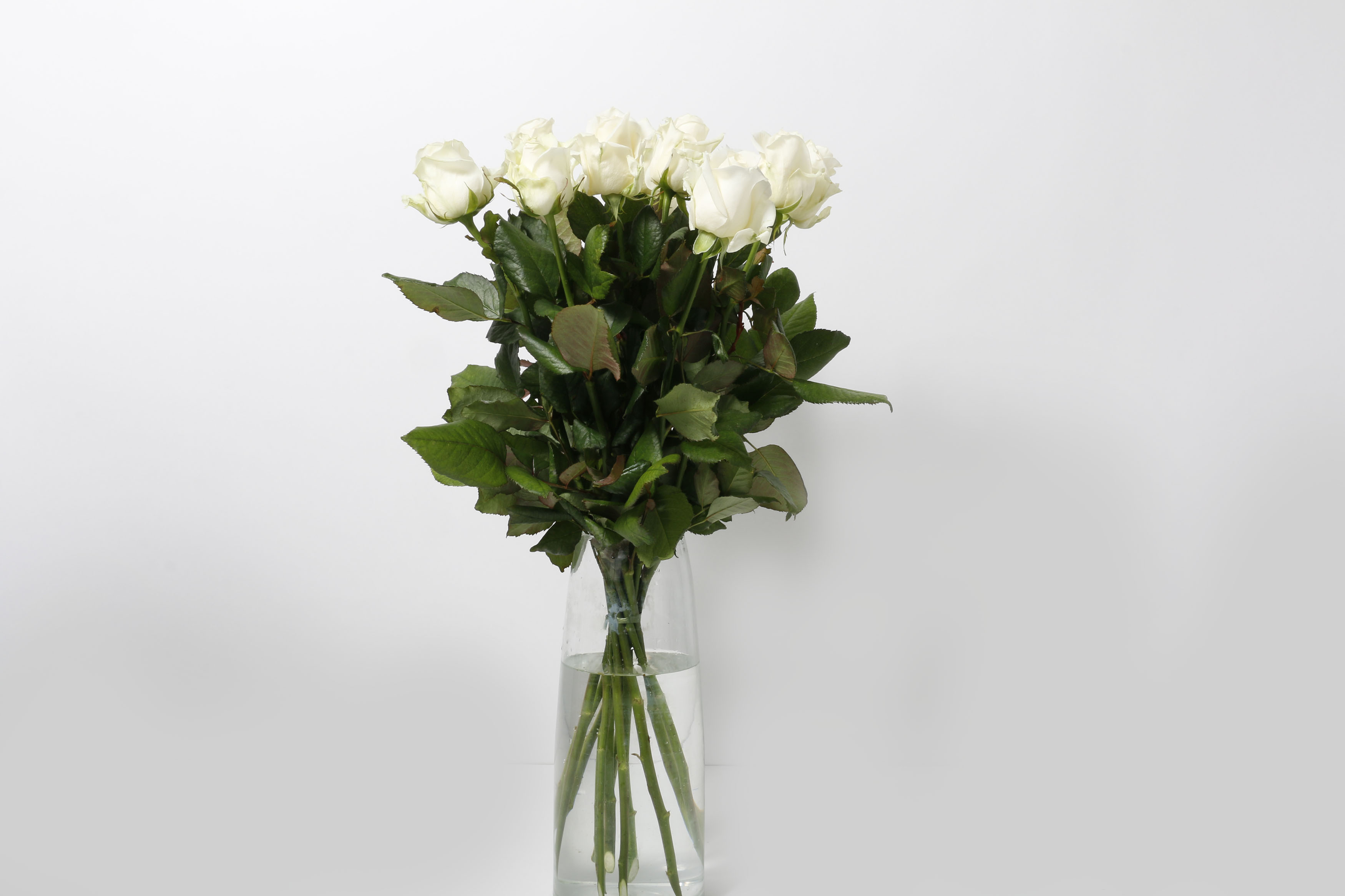 Rósir hvítar 60cm 12stk.