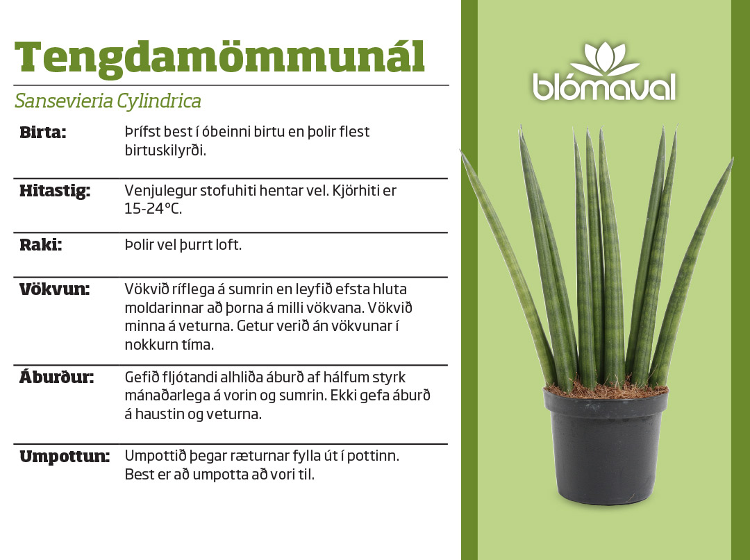 Sansevieria Cylindrica/Tengdamömmunál í 19cm pt.