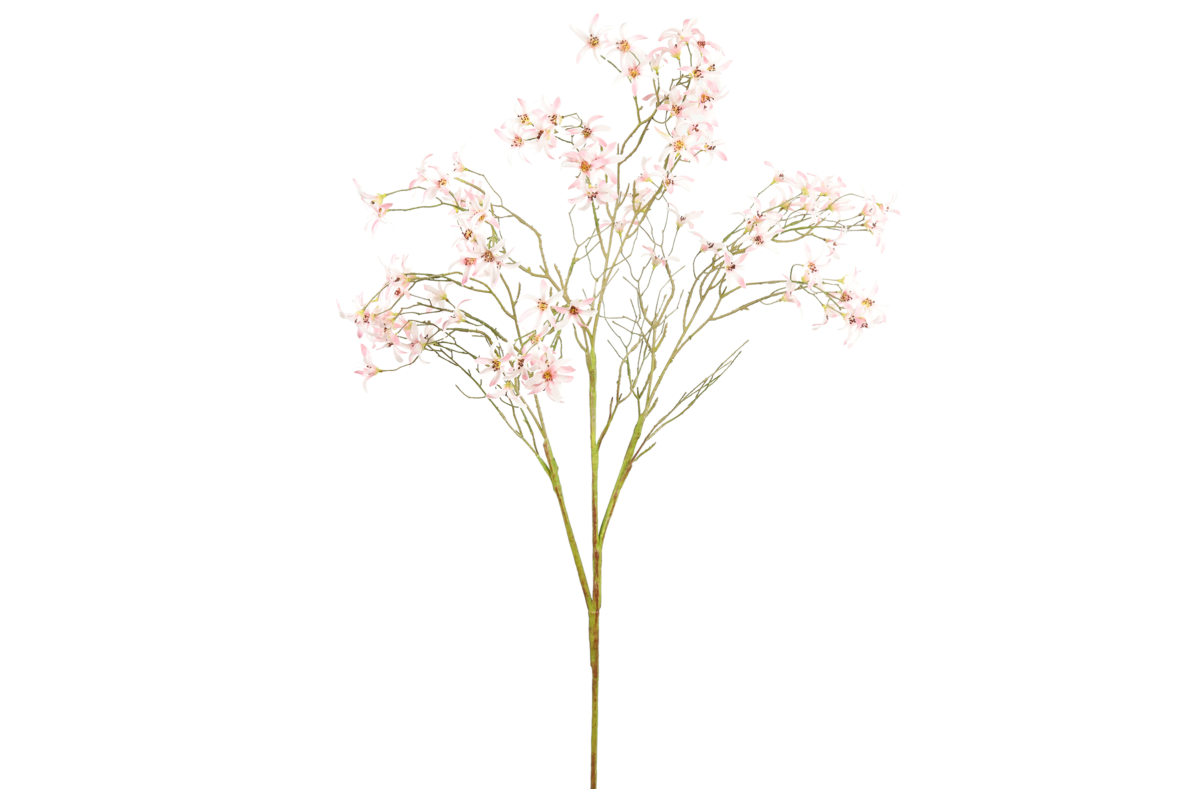 Gervi Magnolia stellata 147cm ljós bleik