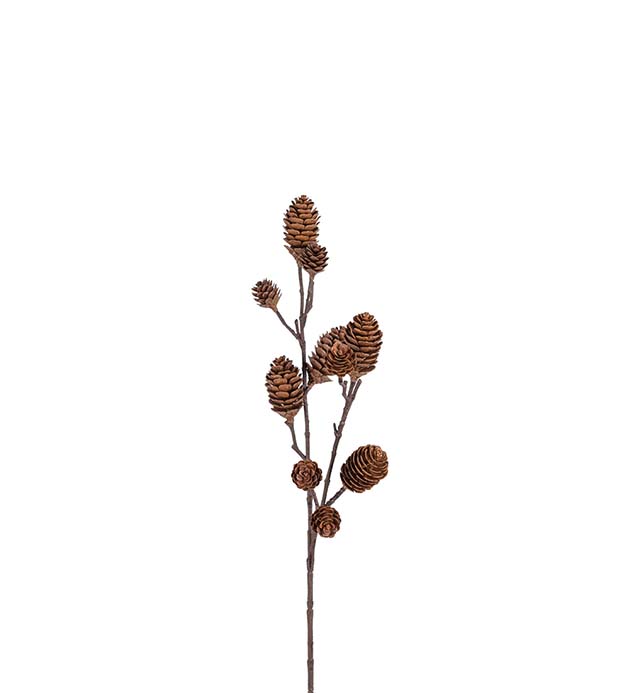 Grein með könglum 70cm