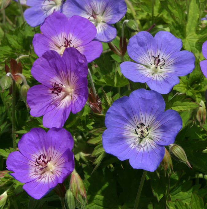 Geranium hybrid/Blágresi Rozanne í 19cm potti