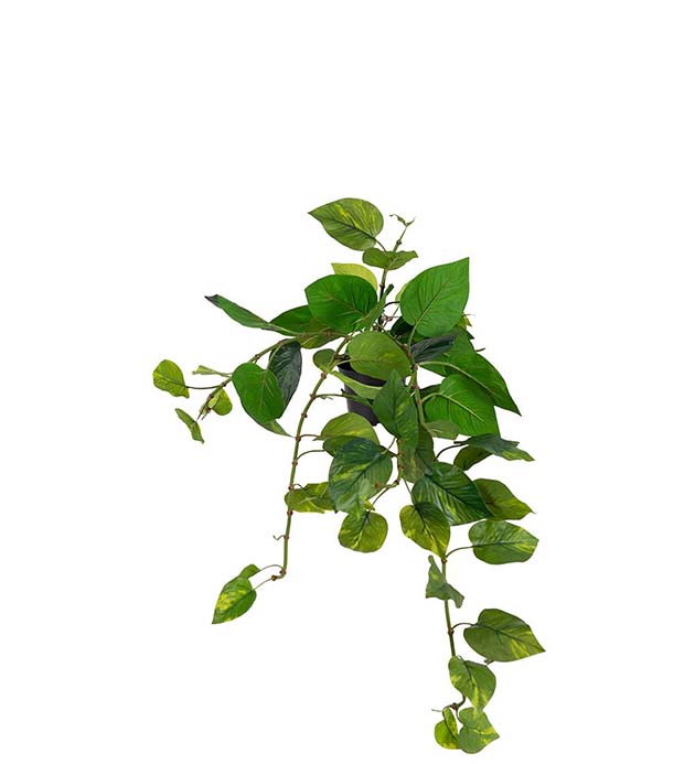 Gervi Gullranka í potti h25/L50cm