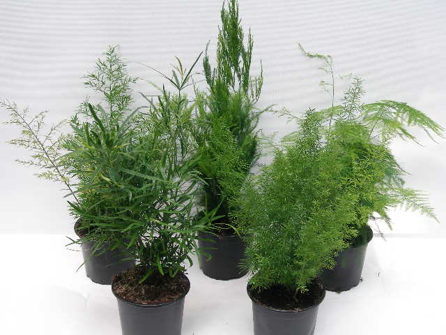 Asparagus Seta í 12cm pt.