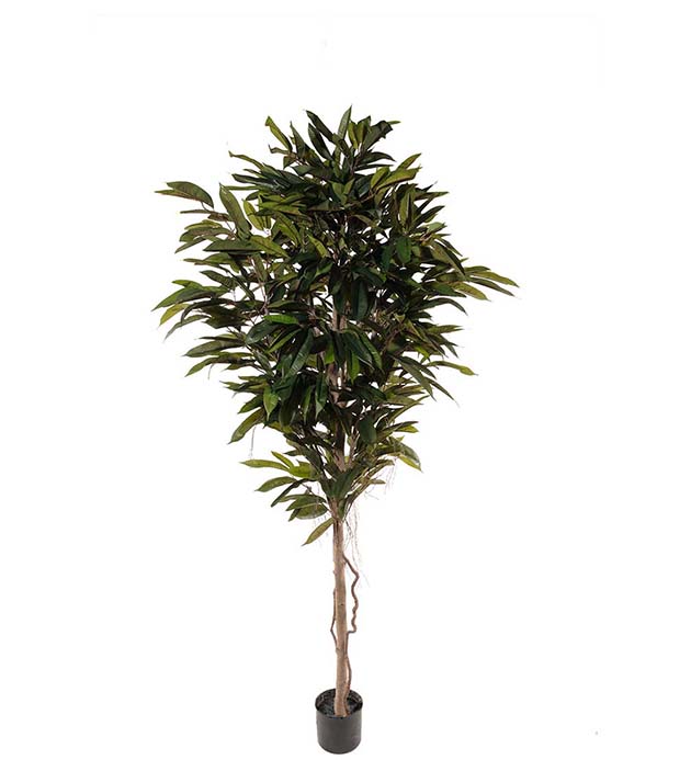 Gervi Longifolia 200cm