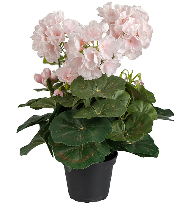 Gervi Geranium ljósbleik í potti 35cm