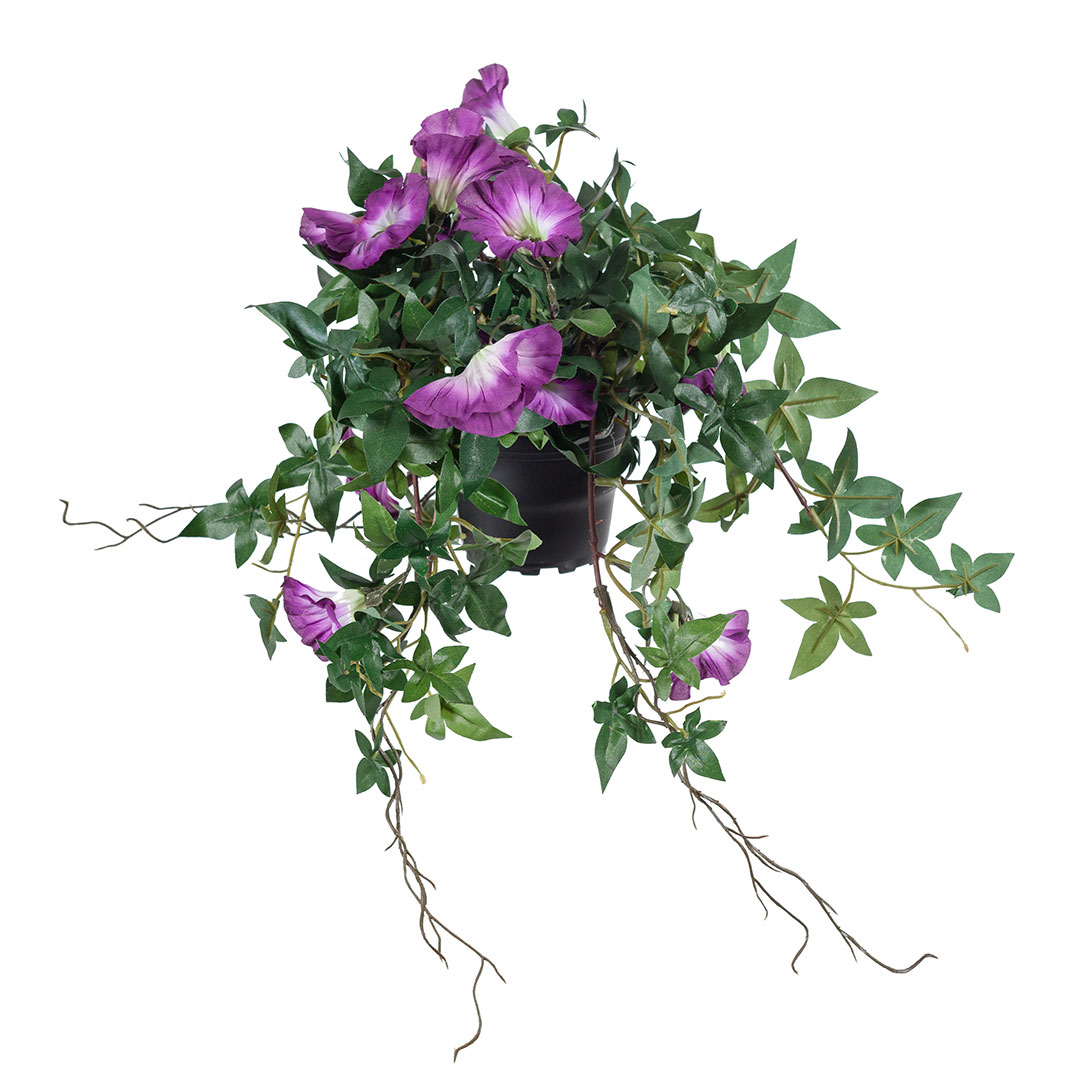 Gervi Ipomoea vínrauð/hvít í pt. 45cm