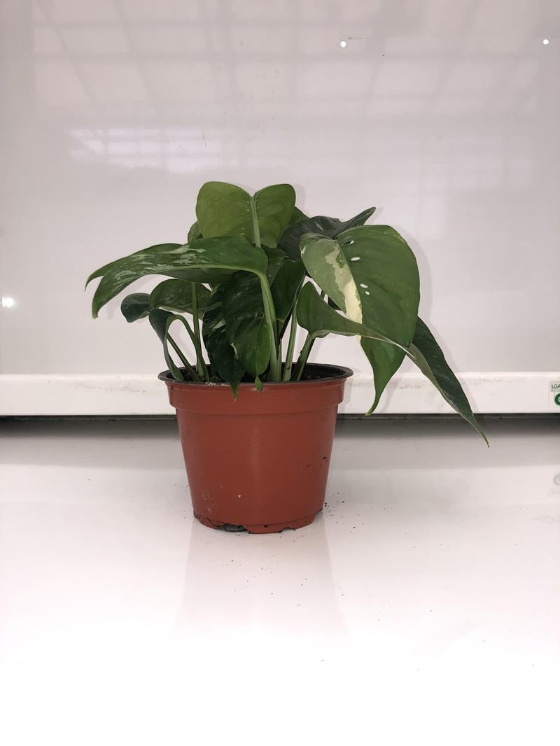 Epipremnum Pinnatum/Flekkjagull Variegata í 12cm potti