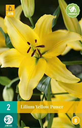 Lilium Yellow Power 2stk. 14/16