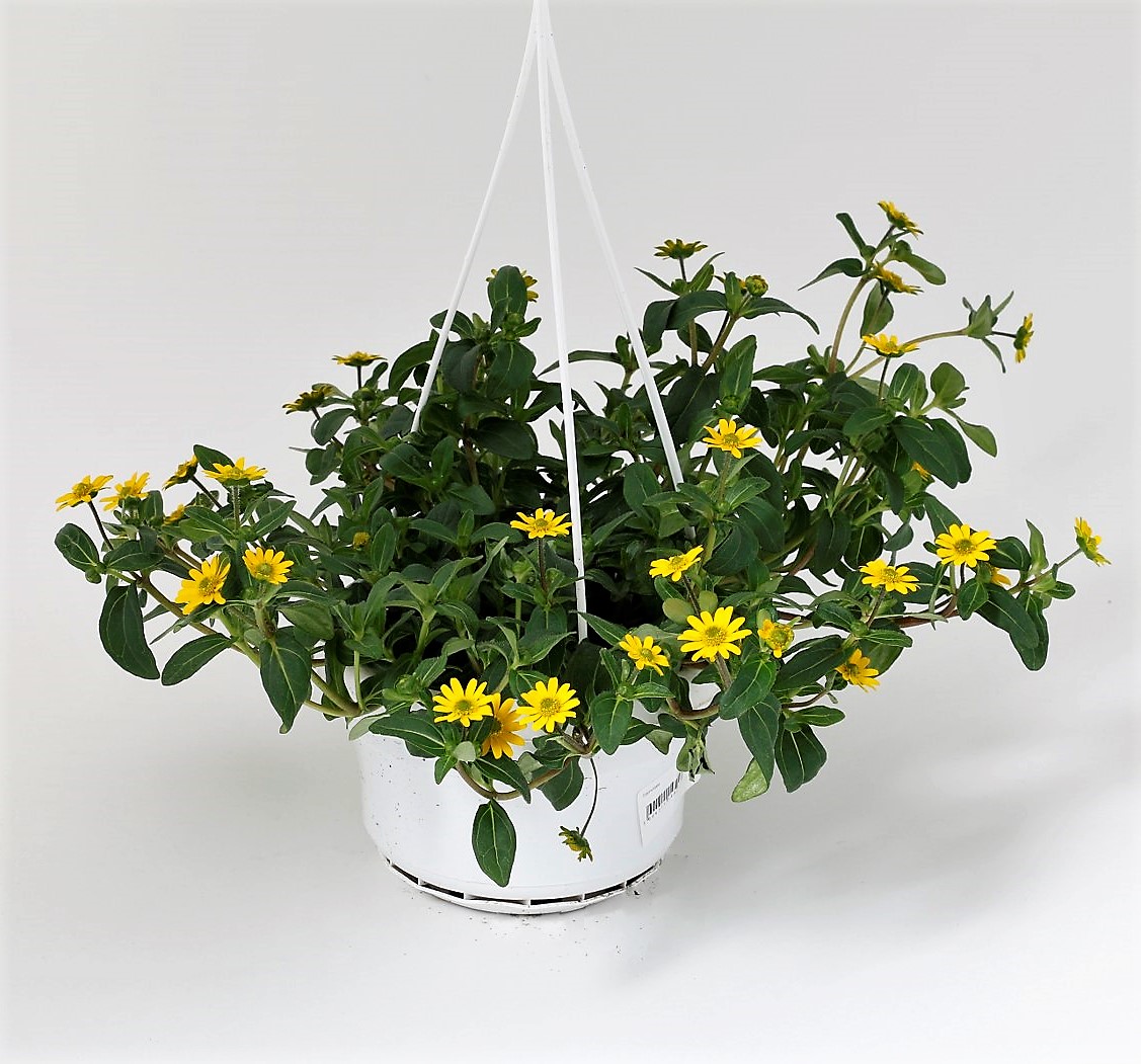 Sanvitalia Procumbens / Sólhnappur