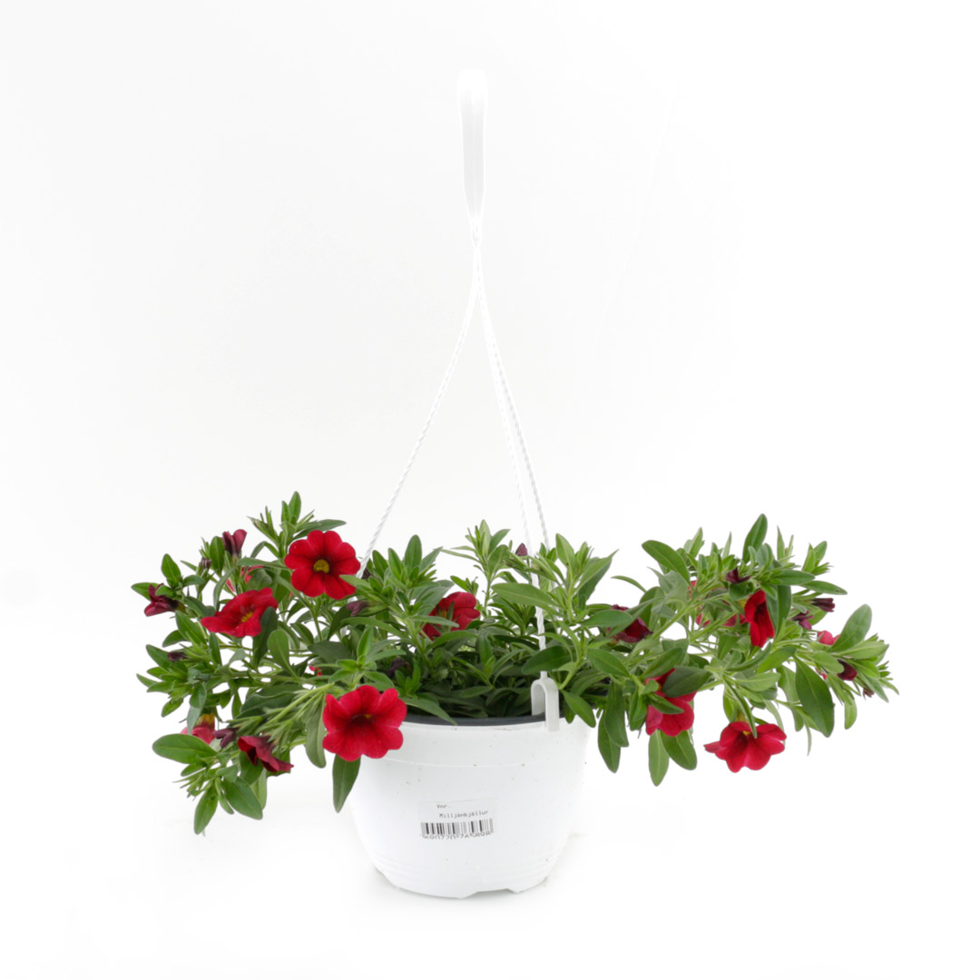 Calibrachoa x Hybrida / Milljónbjöllur, 15cm pt.