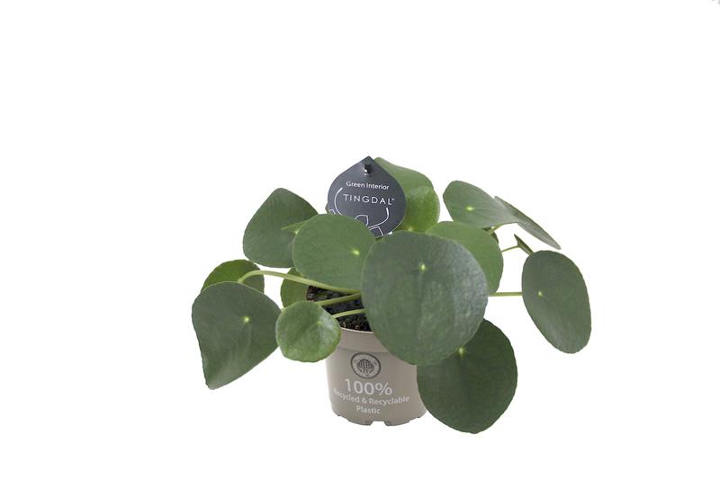 Pilea Peperomioides/Skjaldarskytta í 11cm pt.