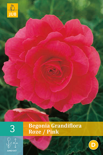 Begonias Grandiflora Pink