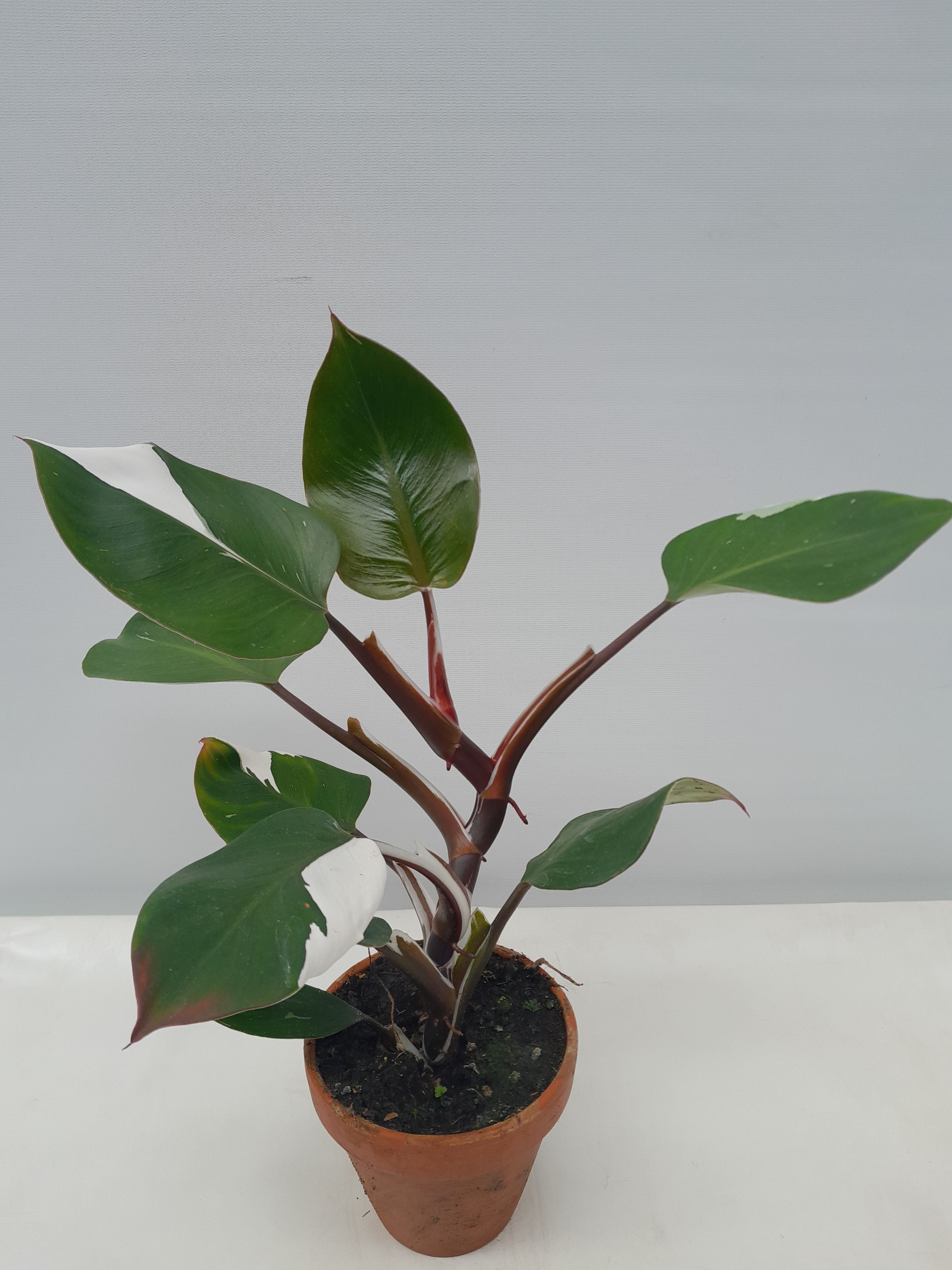 Philodendron Erub./Kærleiksklifurjurt White Knight 12cm pt.