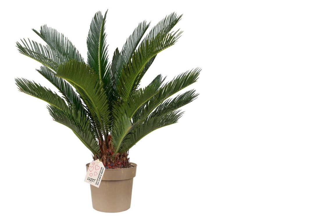Cycas Revoluta/Köngulpálmi í 17cm potti
