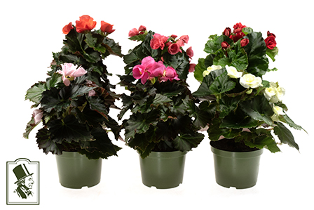 Begonia Elatior Hybrid í 11,5cm potti