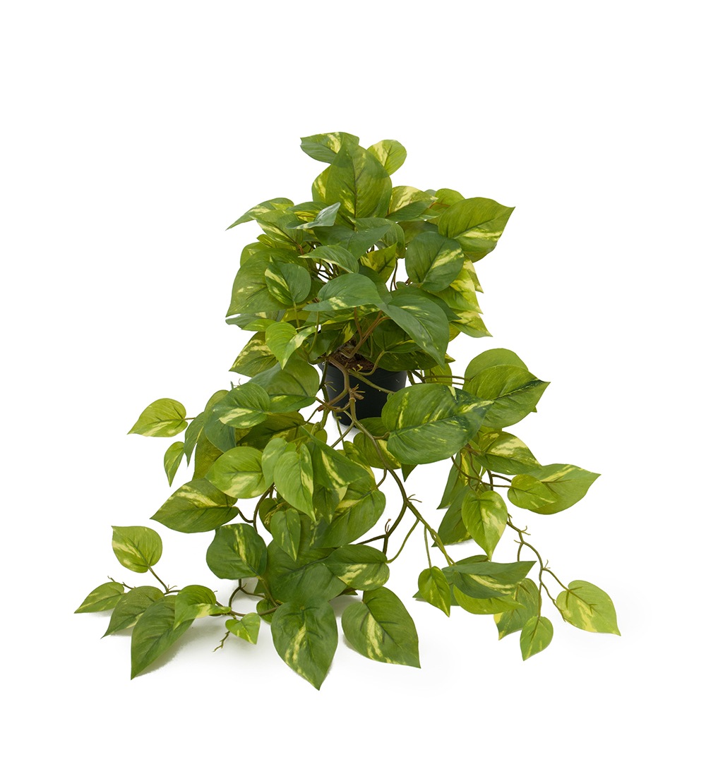 Gerviblóm Gullranka