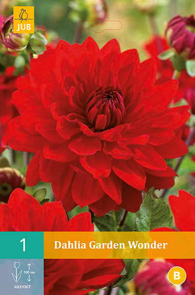 Dahlia Garden Wonder