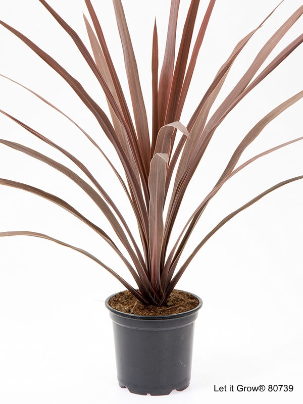 Cordyline australis Red Comet /Drekakylfurót 20-25cm í 2 ltr