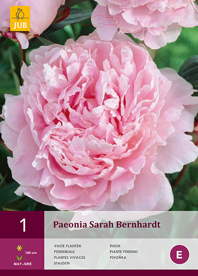 Paeonia Sarah Bernhardt 2/3