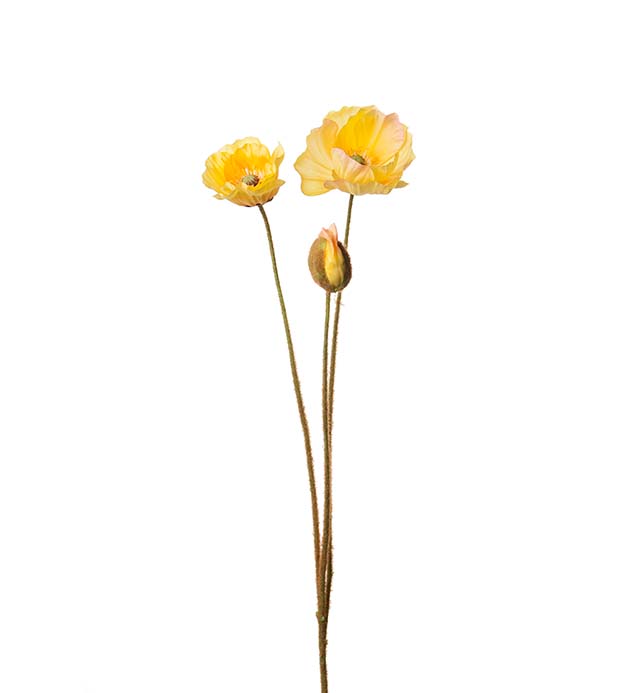 Gervi Vallmo 75cm gul