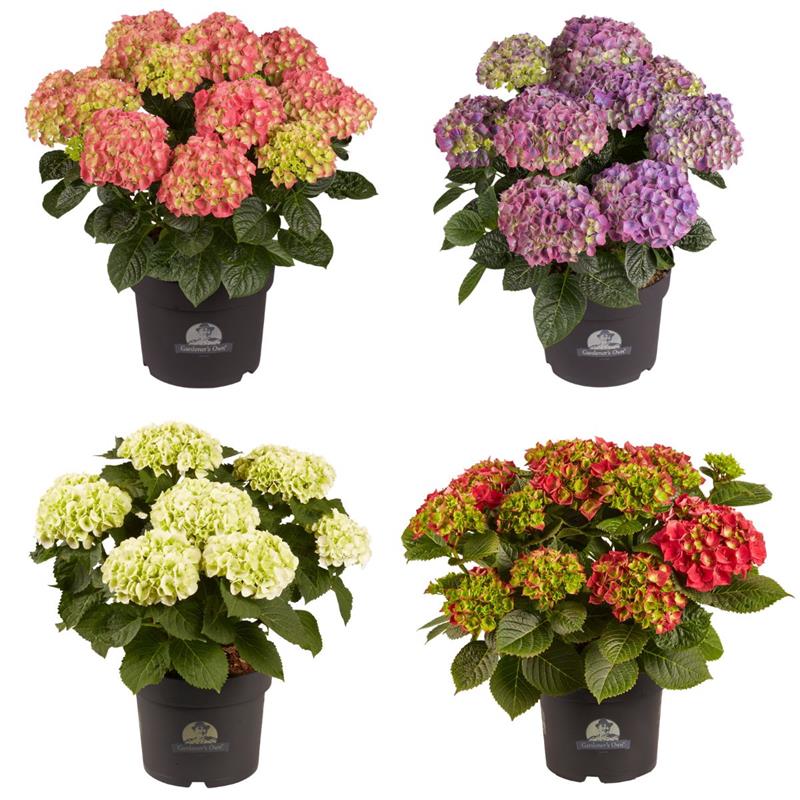 Hydrangea Macrophylla/Hortensía í 21cm pt.