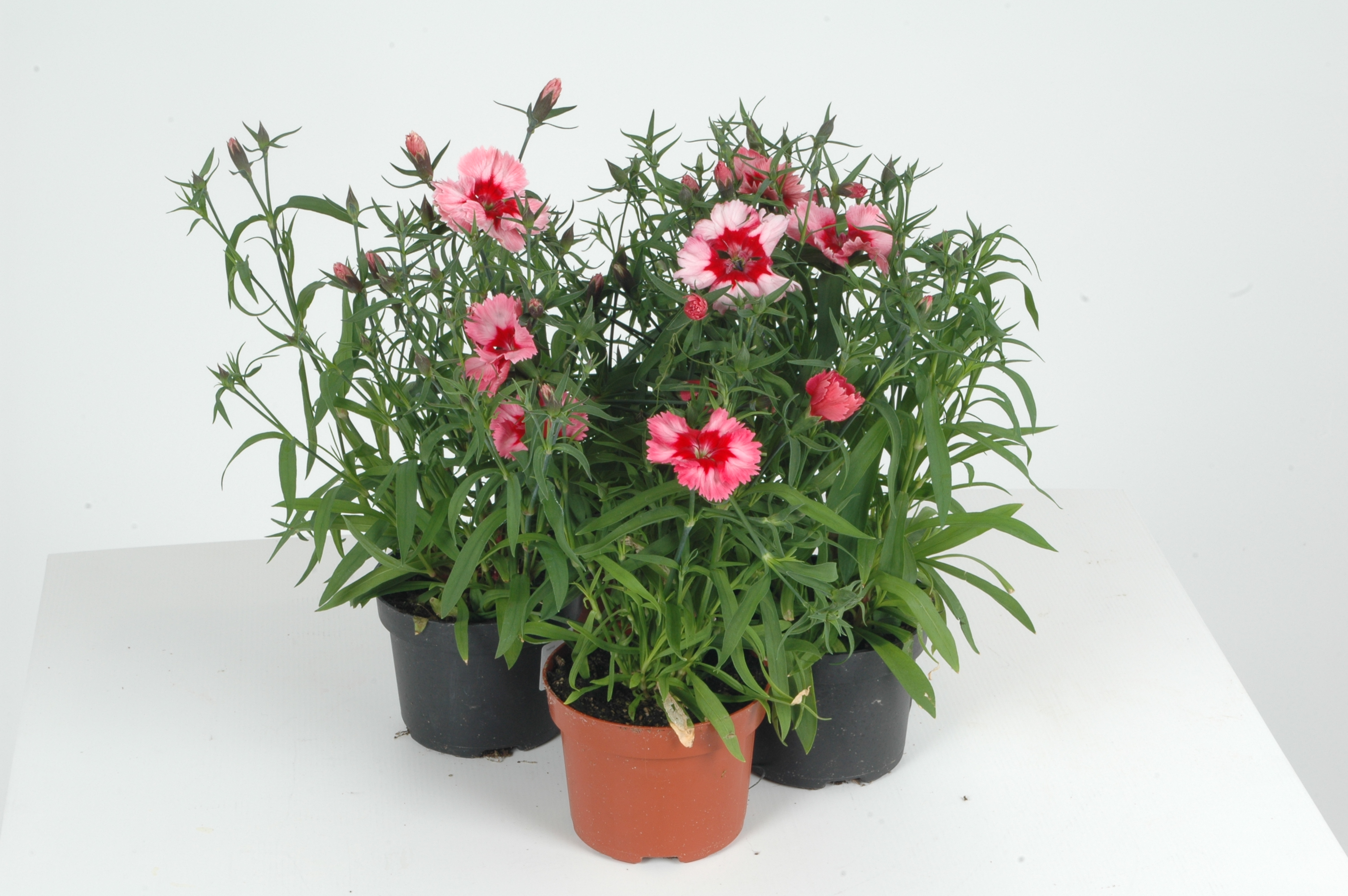 Dianthus Caryophyllus / Goðadrottning, 13cm pt.