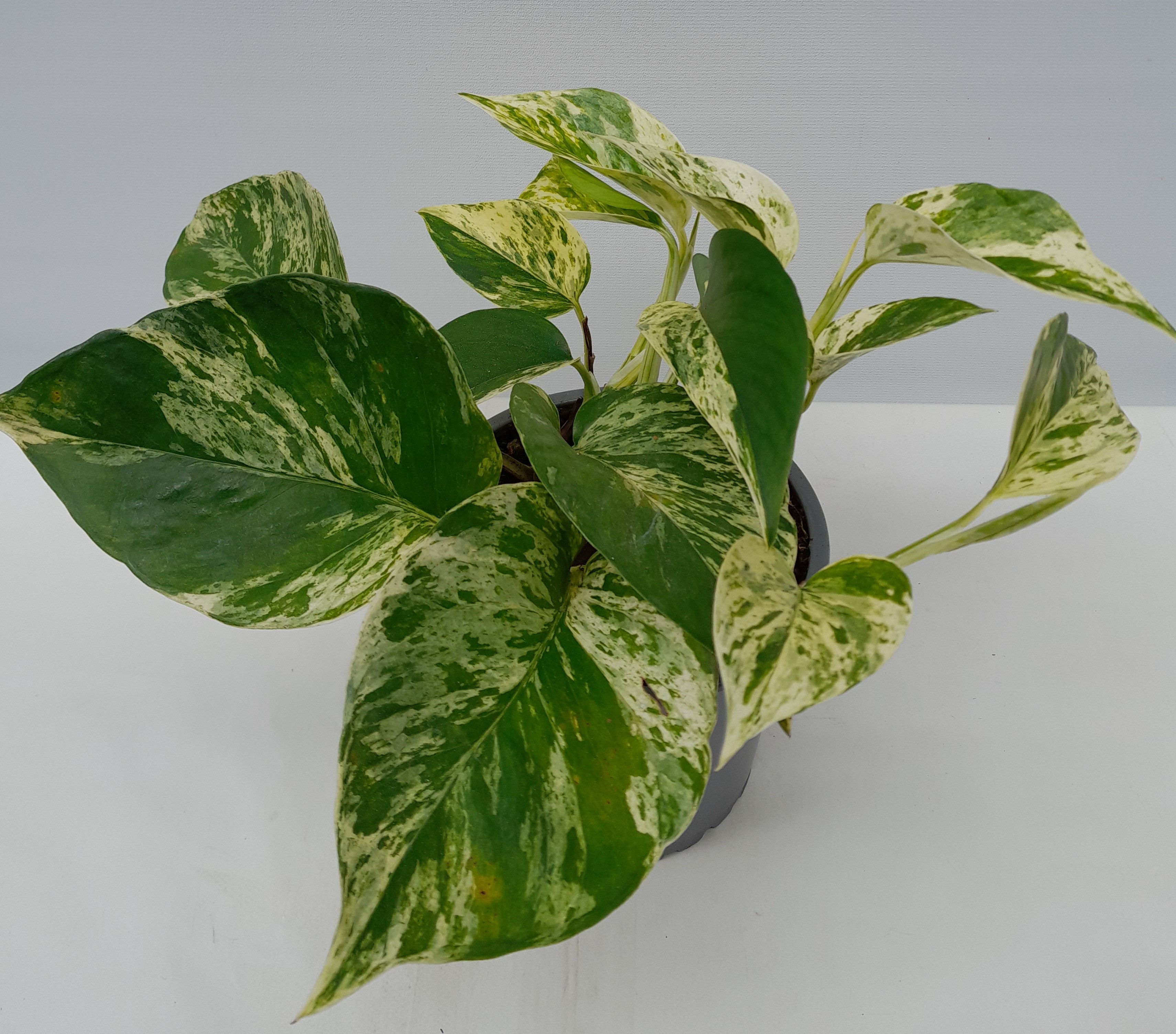 Epipremnum Pinnatum/Flekkjagull Marble Queen í 12cm potti